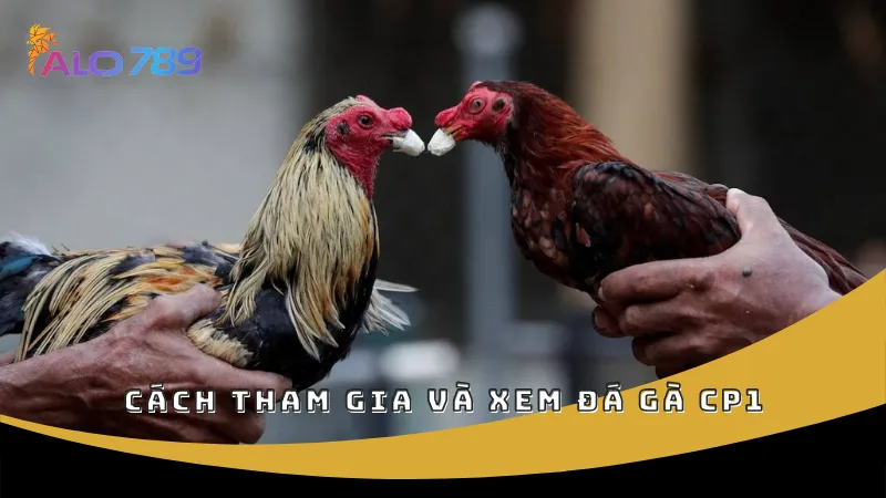 Cách tham gia và xem đá gà CP1