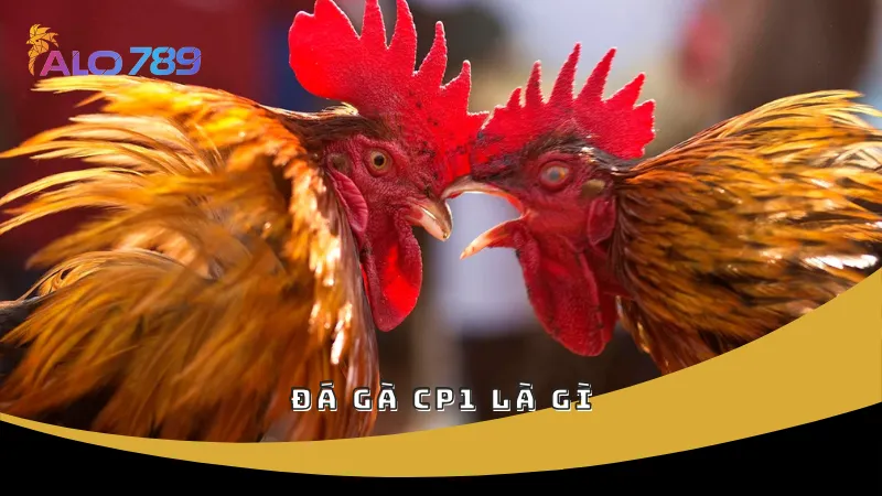 Đá gà CP1 là gì