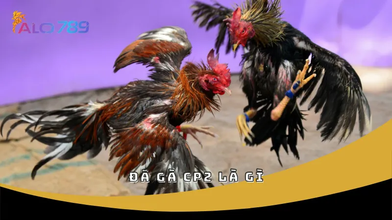 Đá gà CP2 là gì