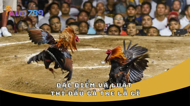 Đặc điểm và luật thi đấu gà tre là gì